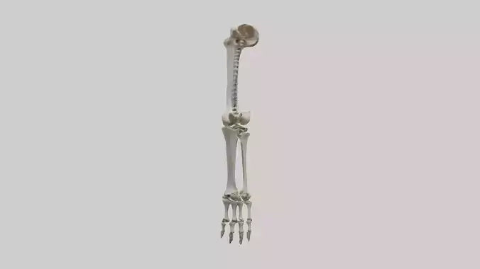 Leg skeleton