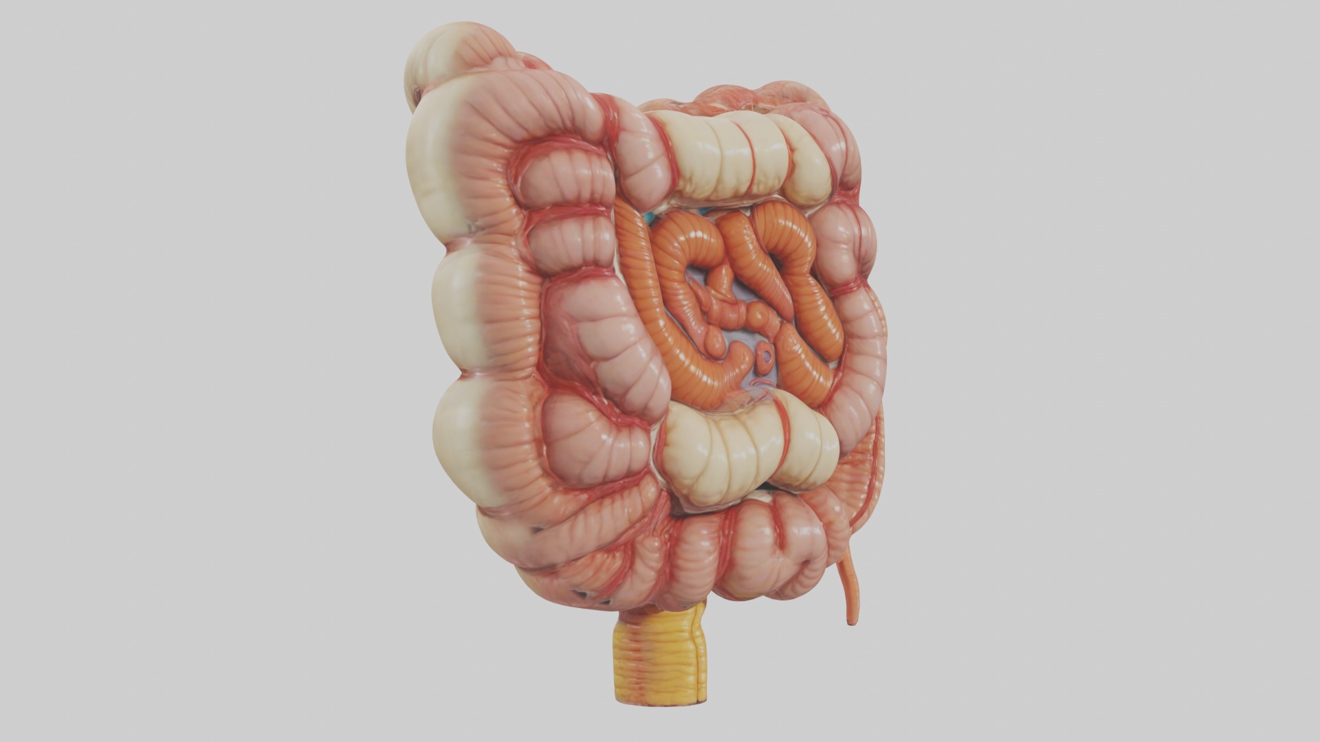 large intestine Model Low-poly 3D model_5