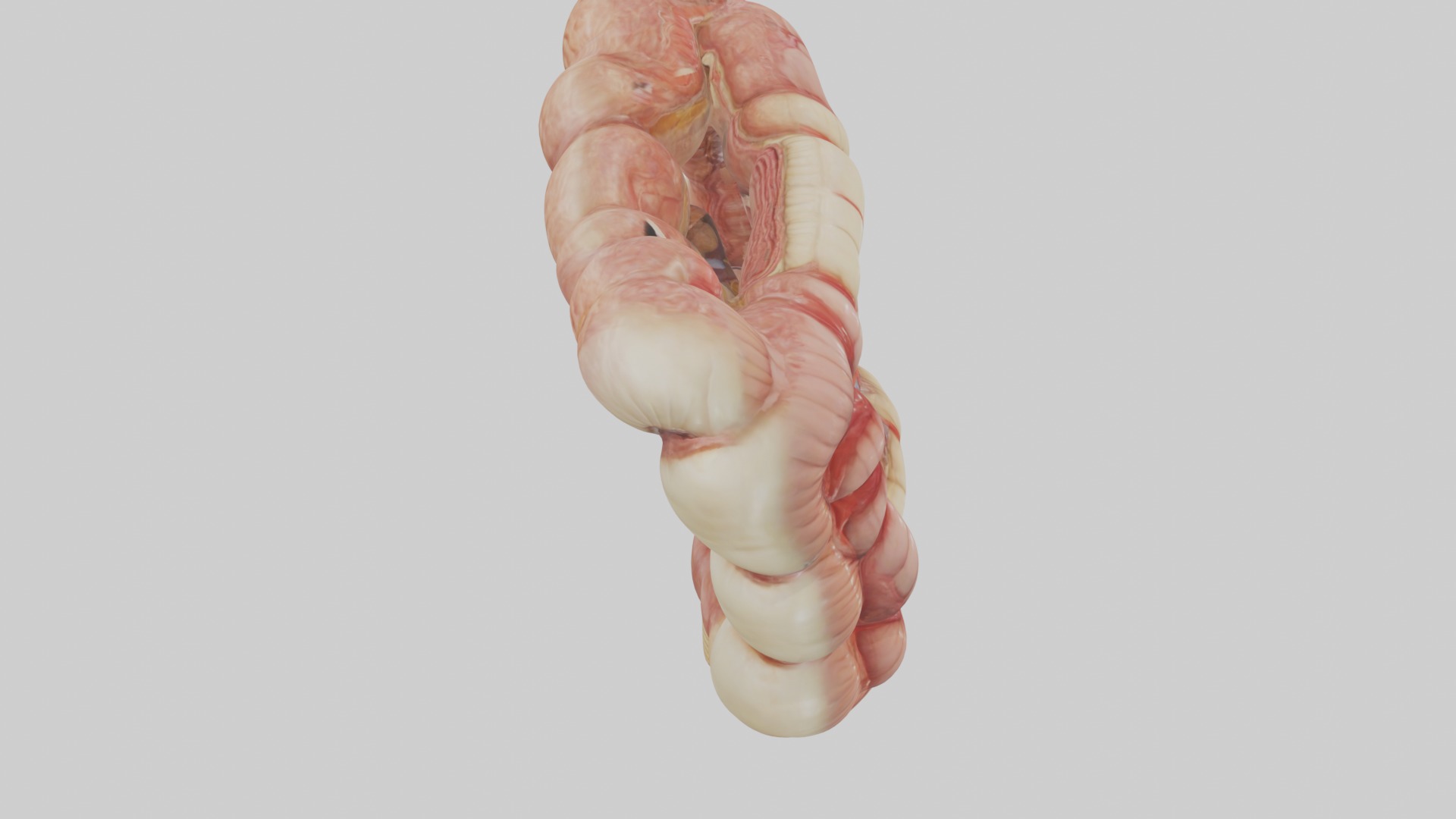 large intestine Model Low-poly 3D model_12