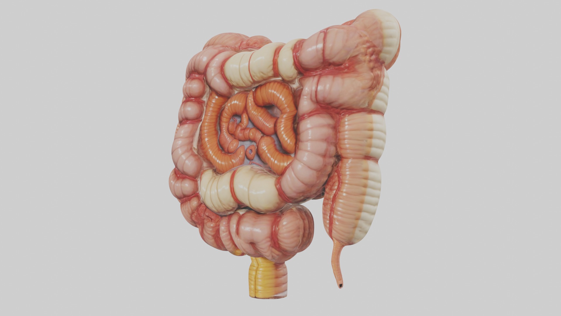 large intestine Model Low-poly 3D model_4