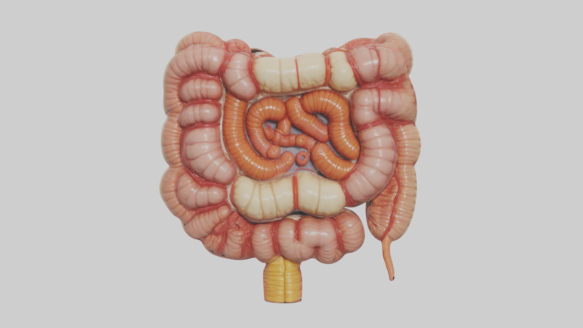 large intestine Model Low-poly 3D model_3