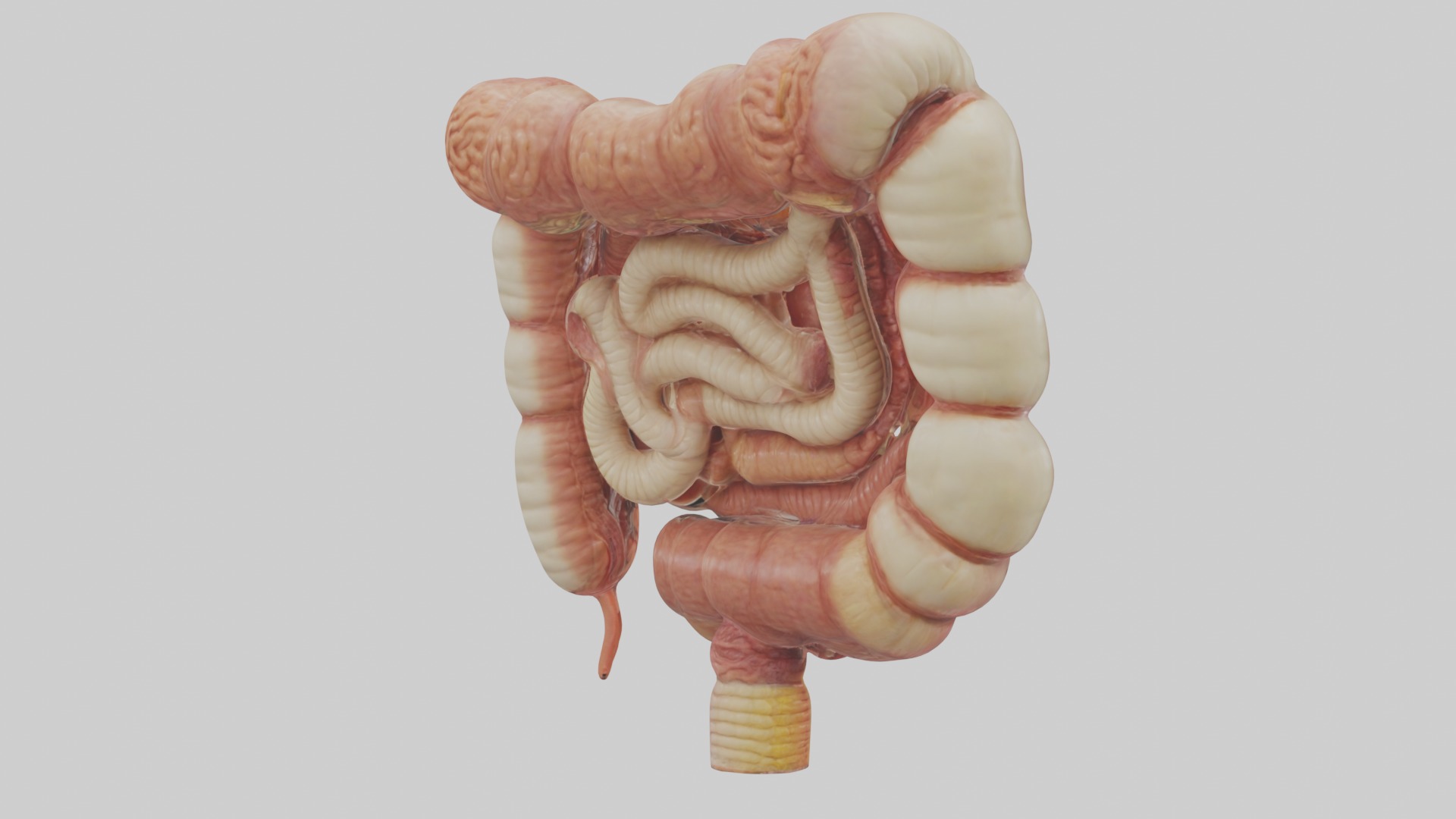large intestine Model Low-poly 3D model_2