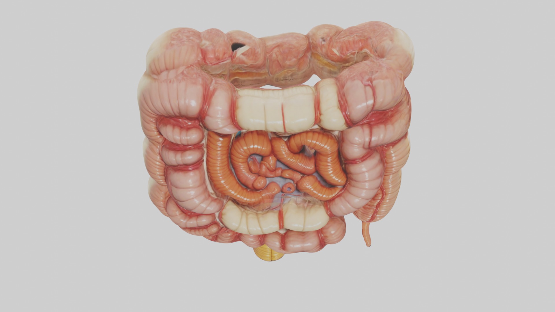 large intestine Model Low-poly 3D model_10