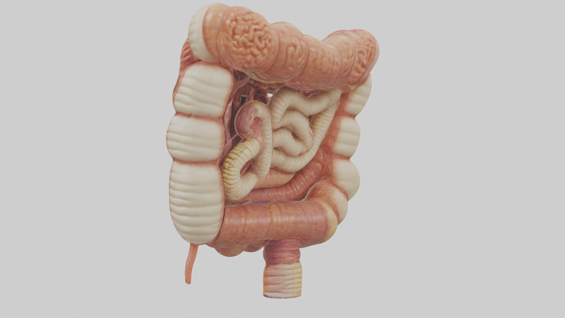 large intestine Model Low-poly 3D model_1