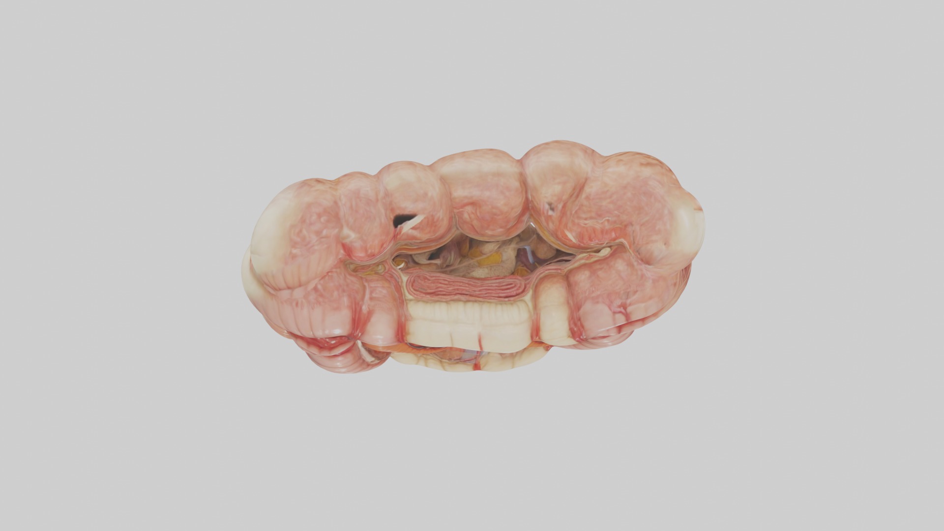 large intestine Model Low-poly 3D model_8