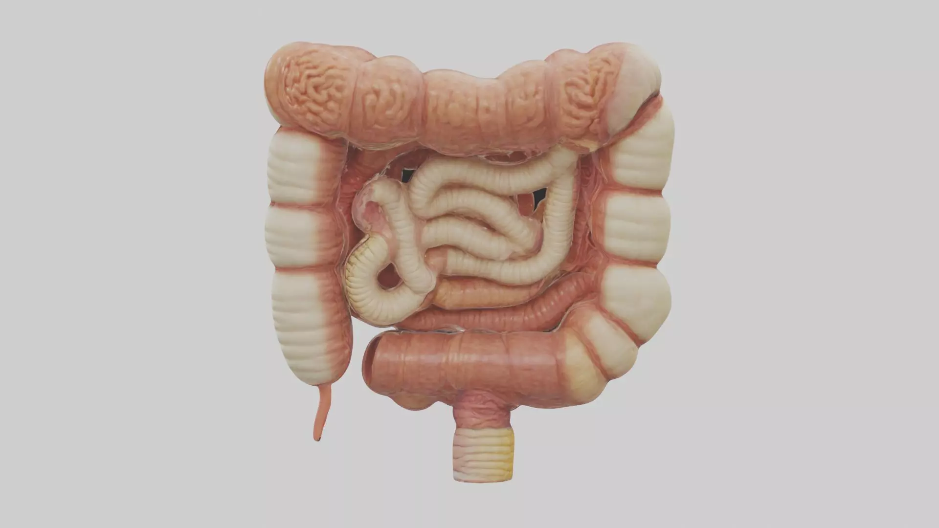 large intestine Model Low-poly 3D model_0