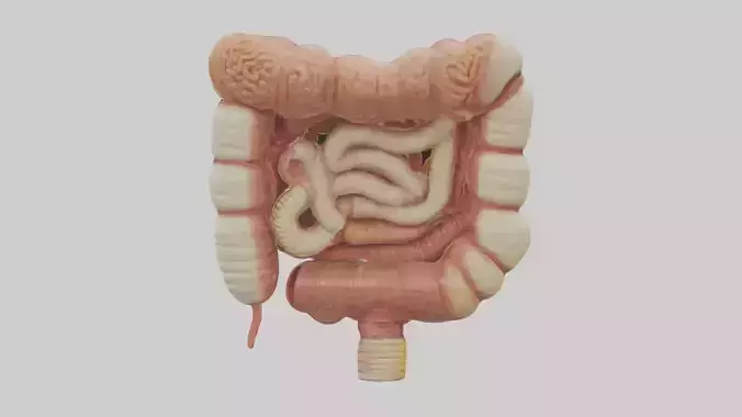 large intestine Model