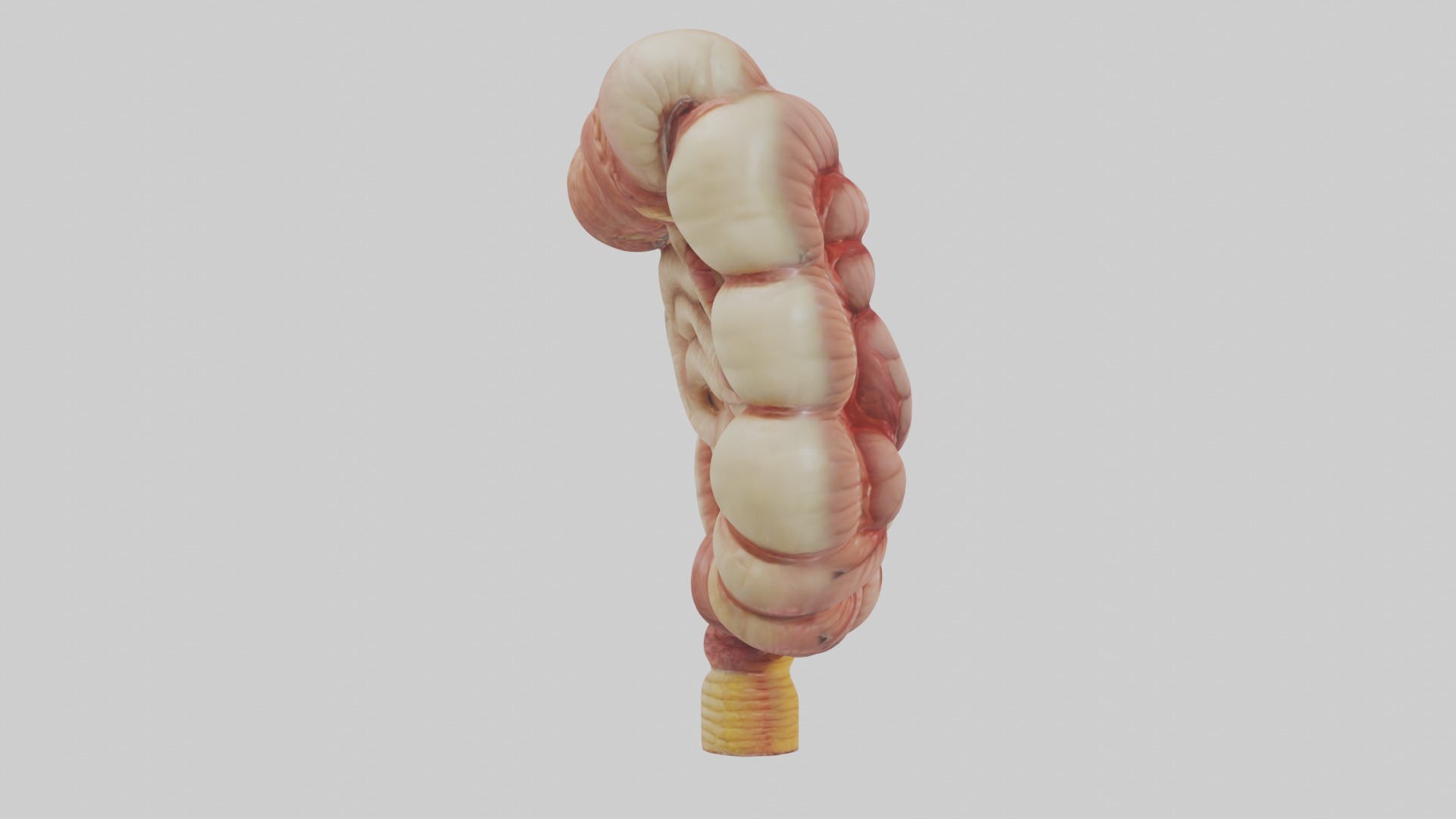 large intestine Model Low-poly 3D model_7