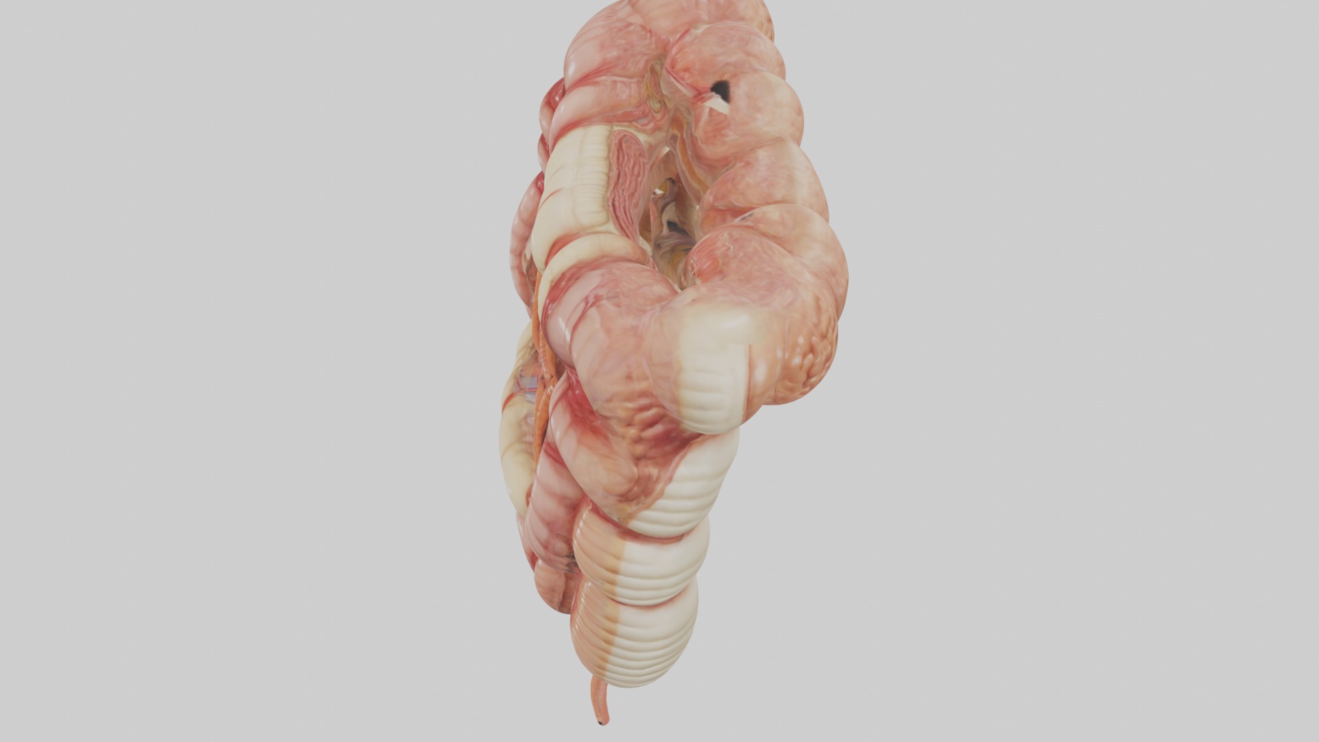 large intestine Model Low-poly 3D model_11