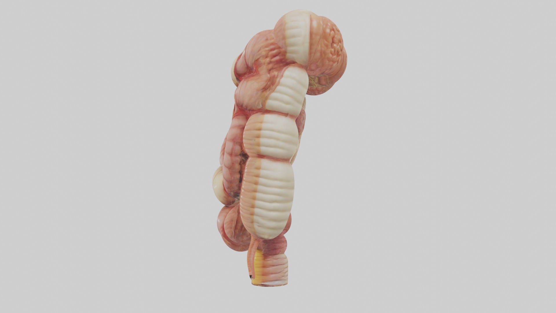 large intestine Model Low-poly 3D model_6
