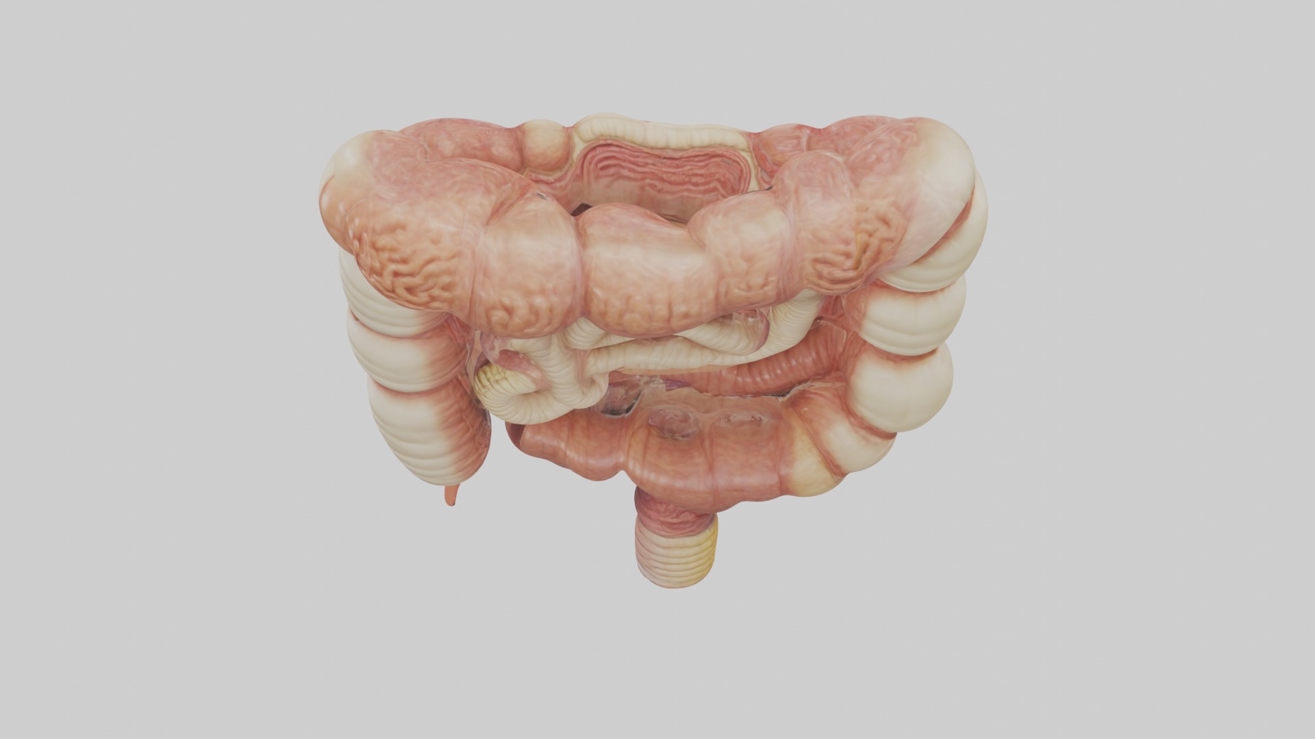 large intestine Model Low-poly 3D model_9