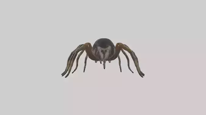 Jumping Spider