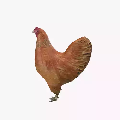 Chicken V01