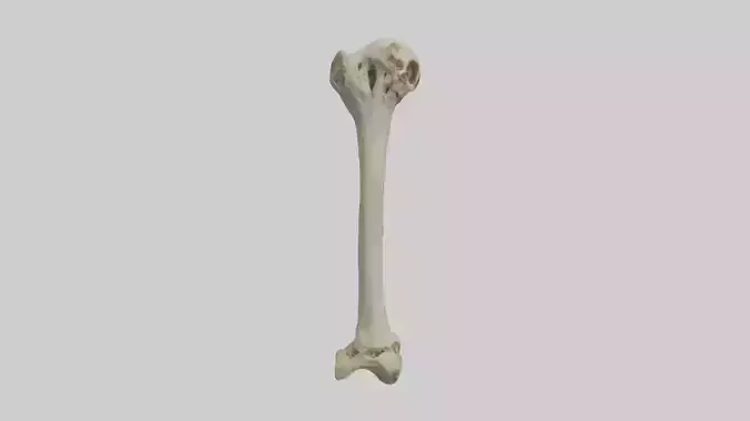 Humerus Upper arm bone
