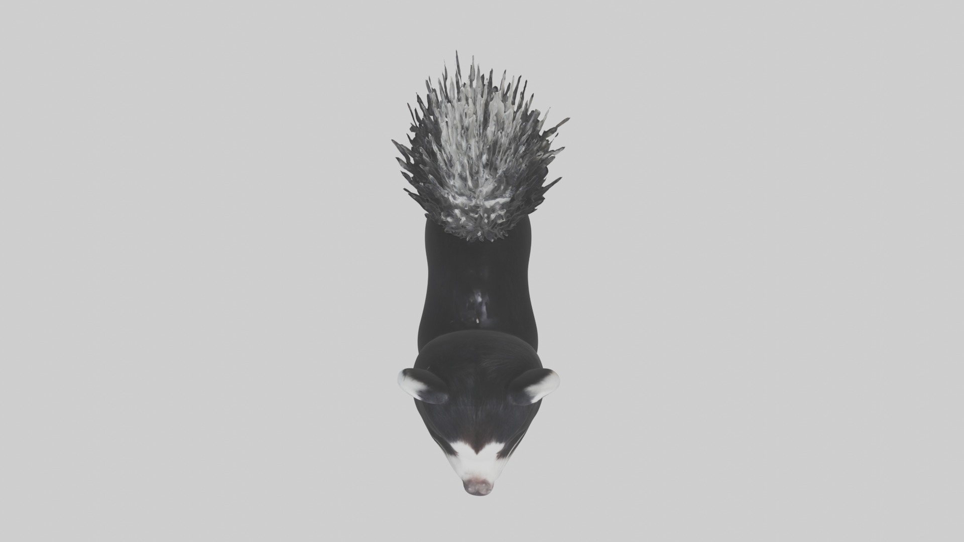 Hooded Skunk Low-poly 3D model_8