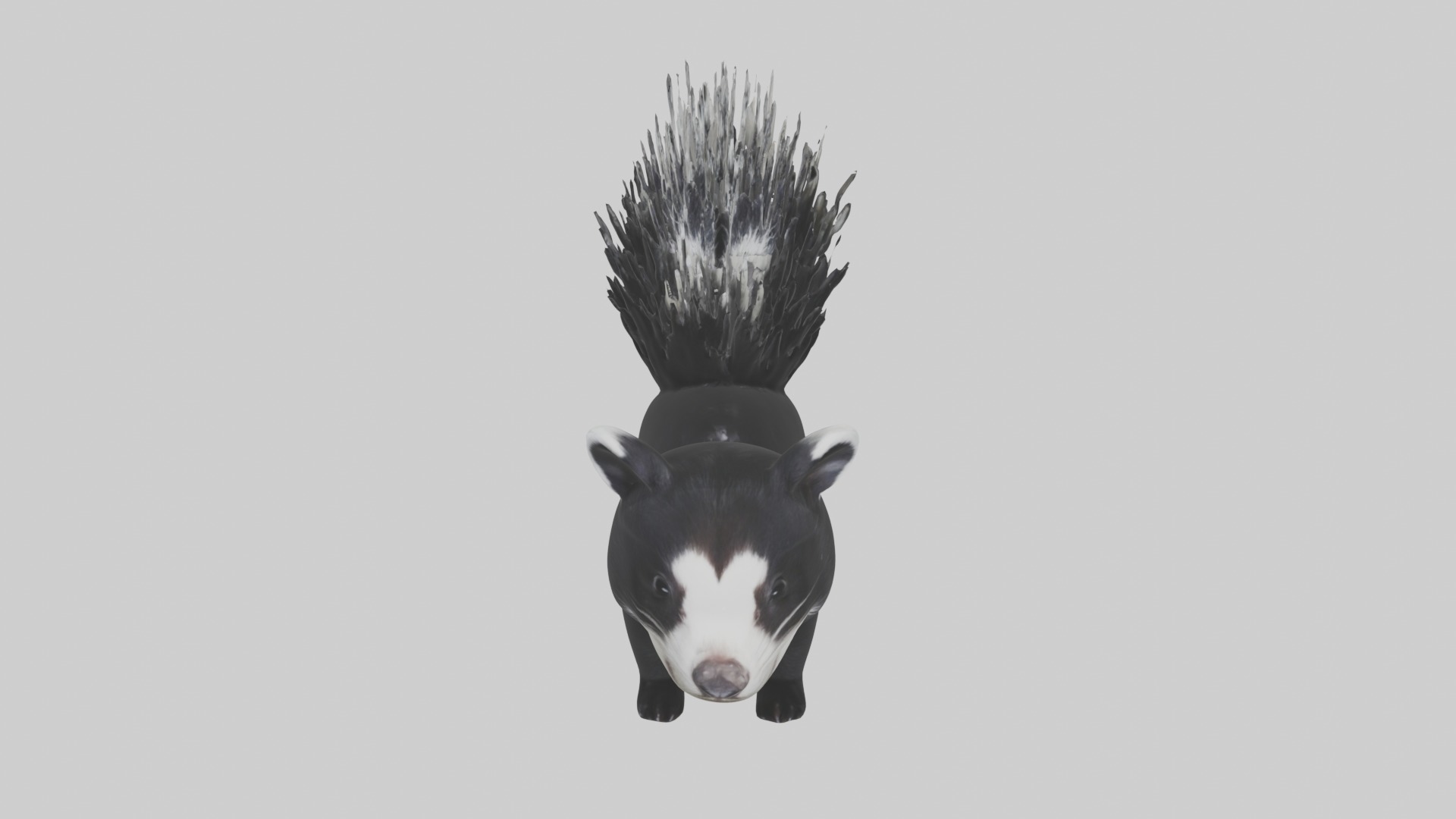 Hooded Skunk Low-poly 3D model_10