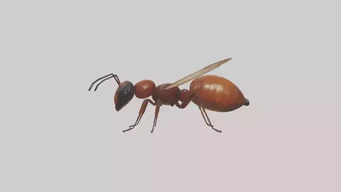 Honey Ant