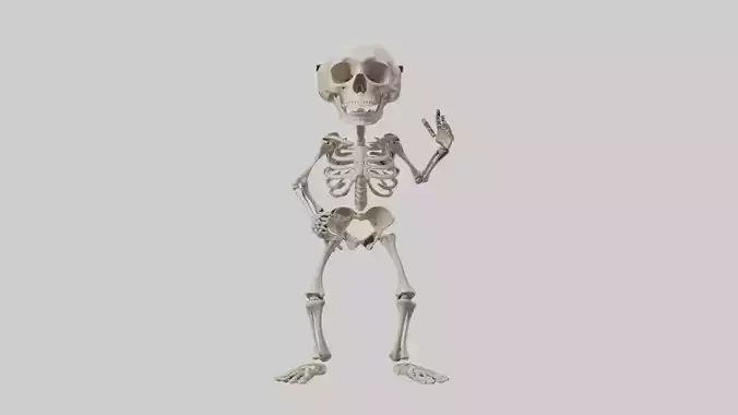 Hip skeleton