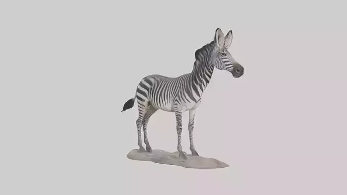 Hartmanns Mountain Zebra
