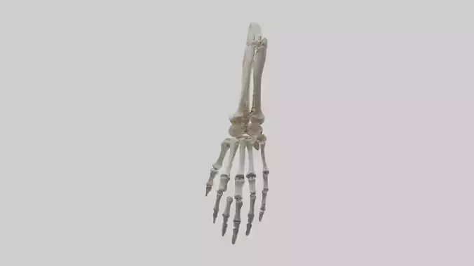 Hand skeleton