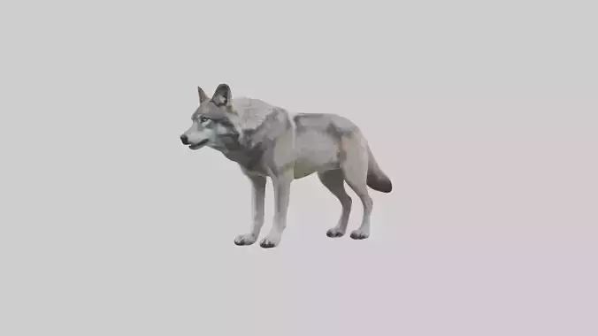 Gray Wolf
