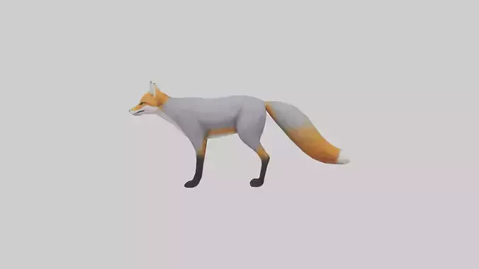 Gray Fox