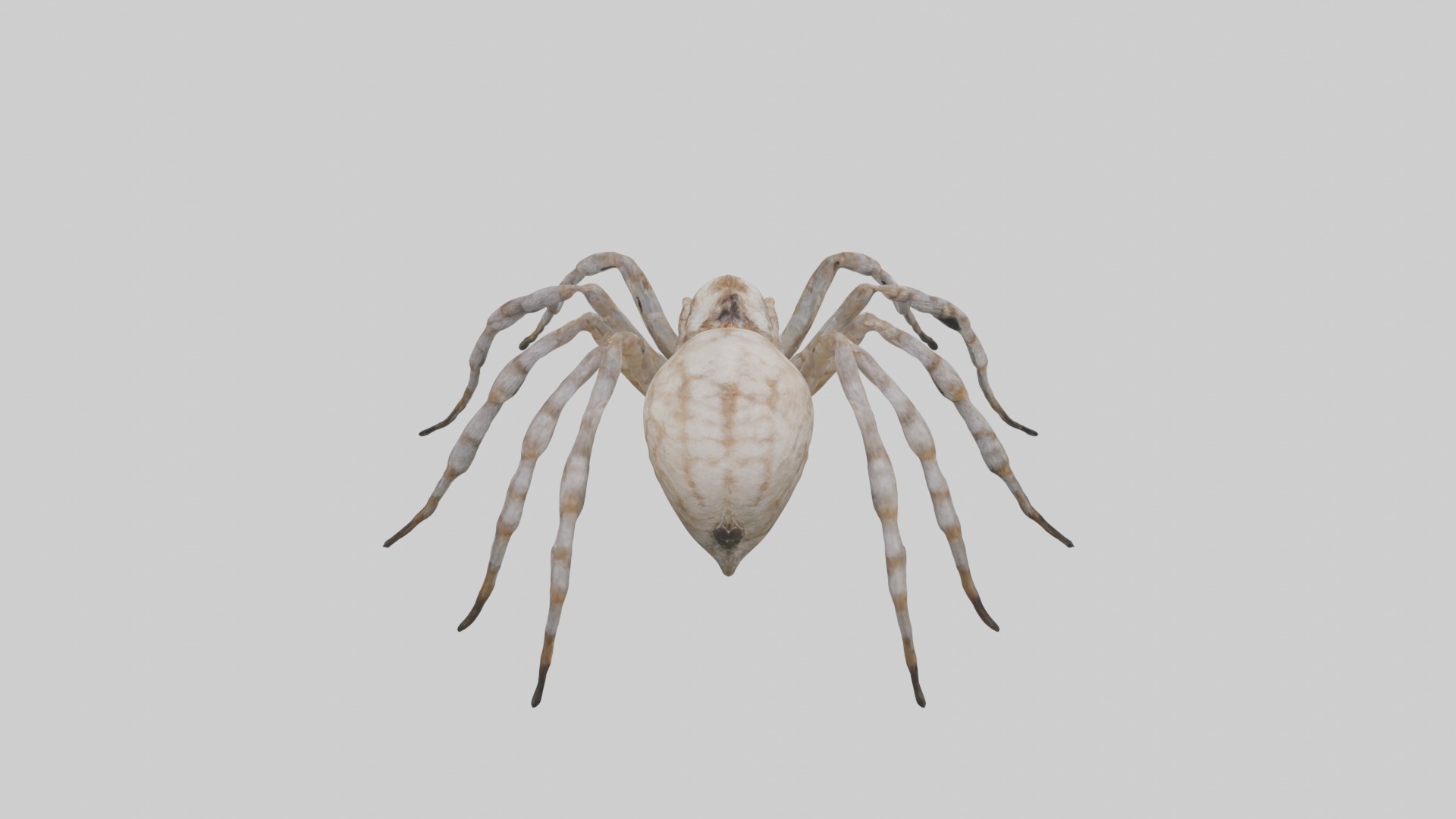 Garden Spider Low-poly 3D model_9