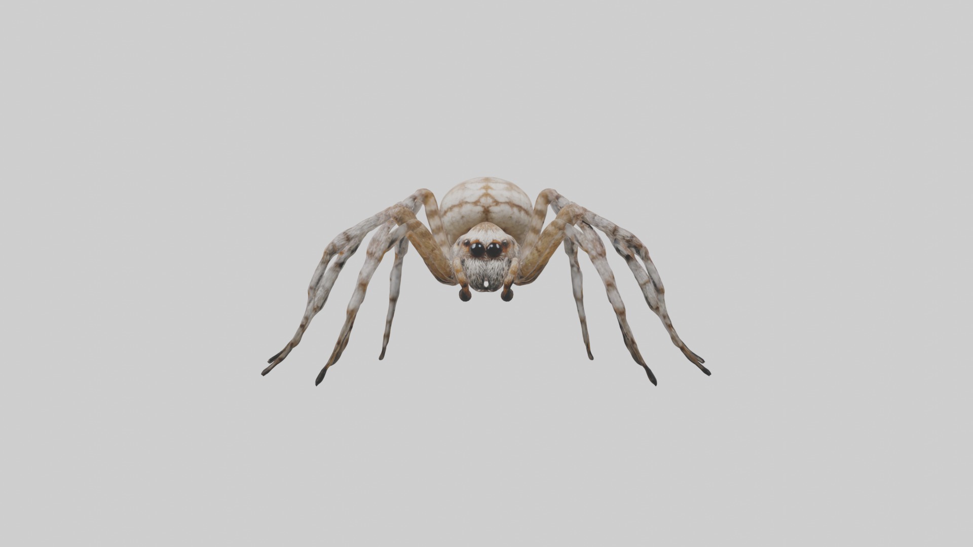 Garden Spider Low-poly 3D model_3