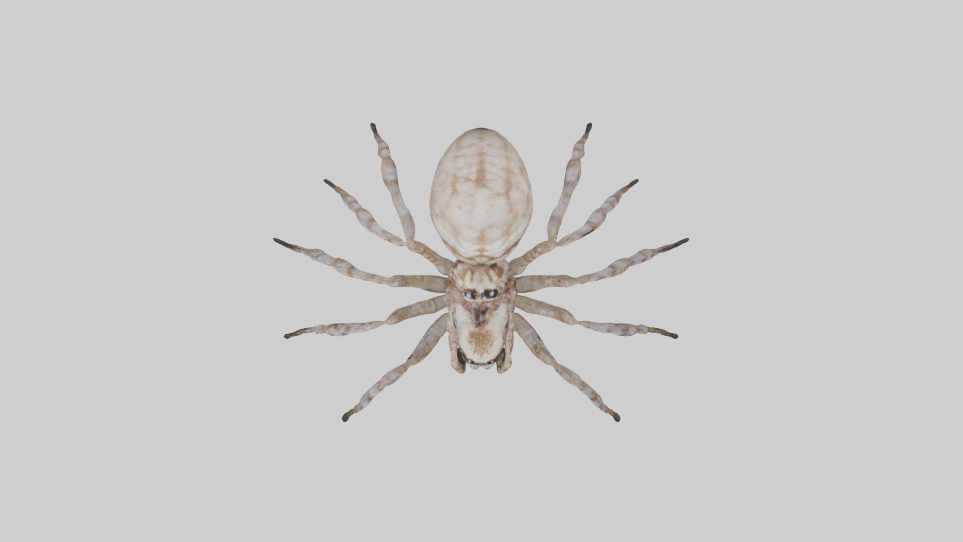 Garden Spider Low-poly 3D model_8