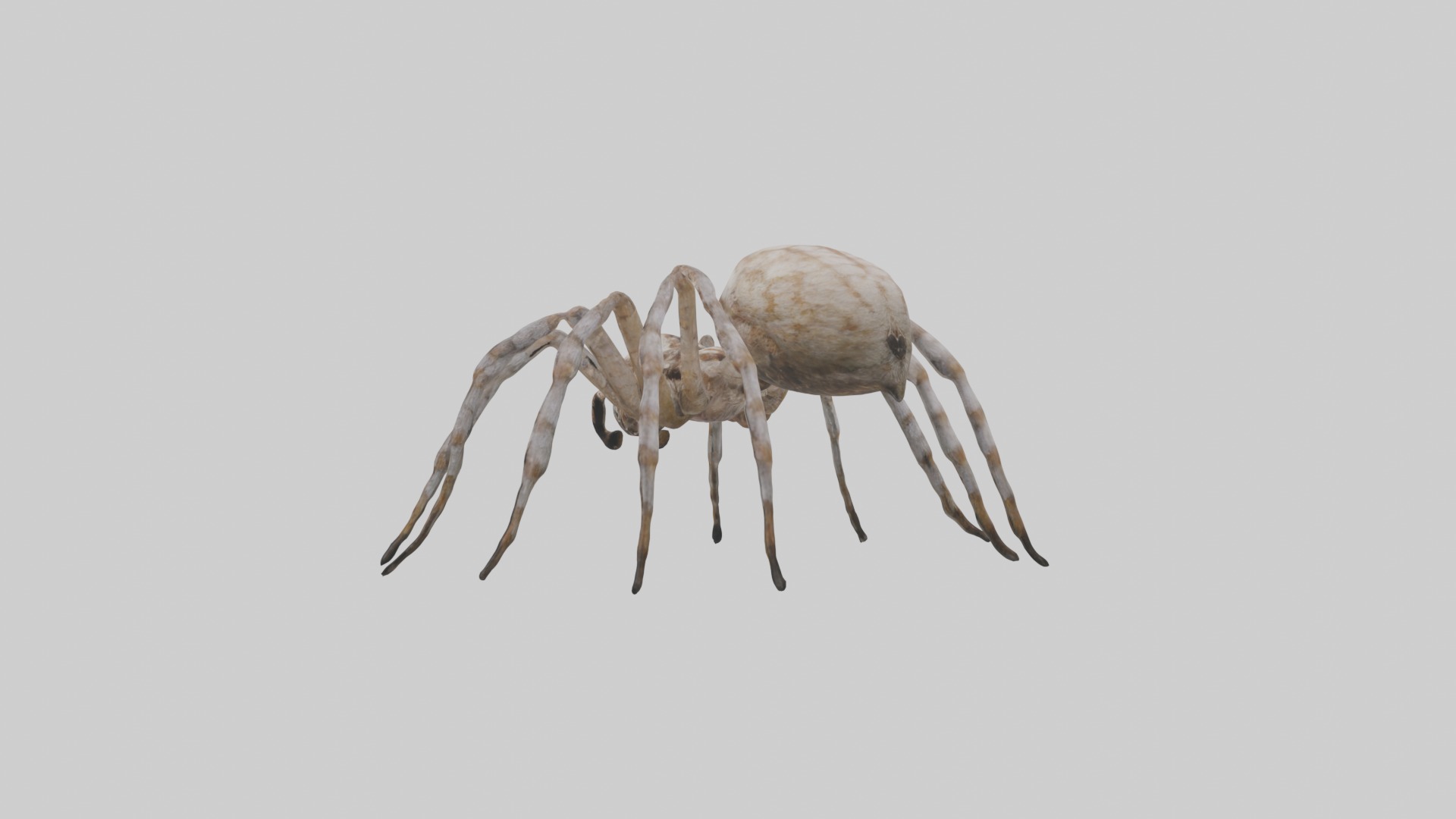 Garden Spider Low-poly 3D model_1