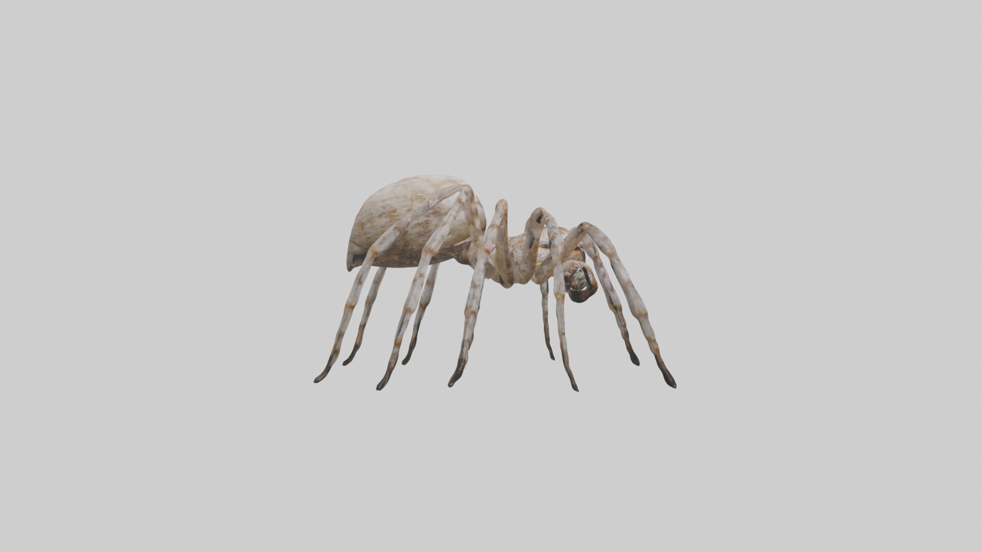 Garden Spider Low-poly 3D model_7