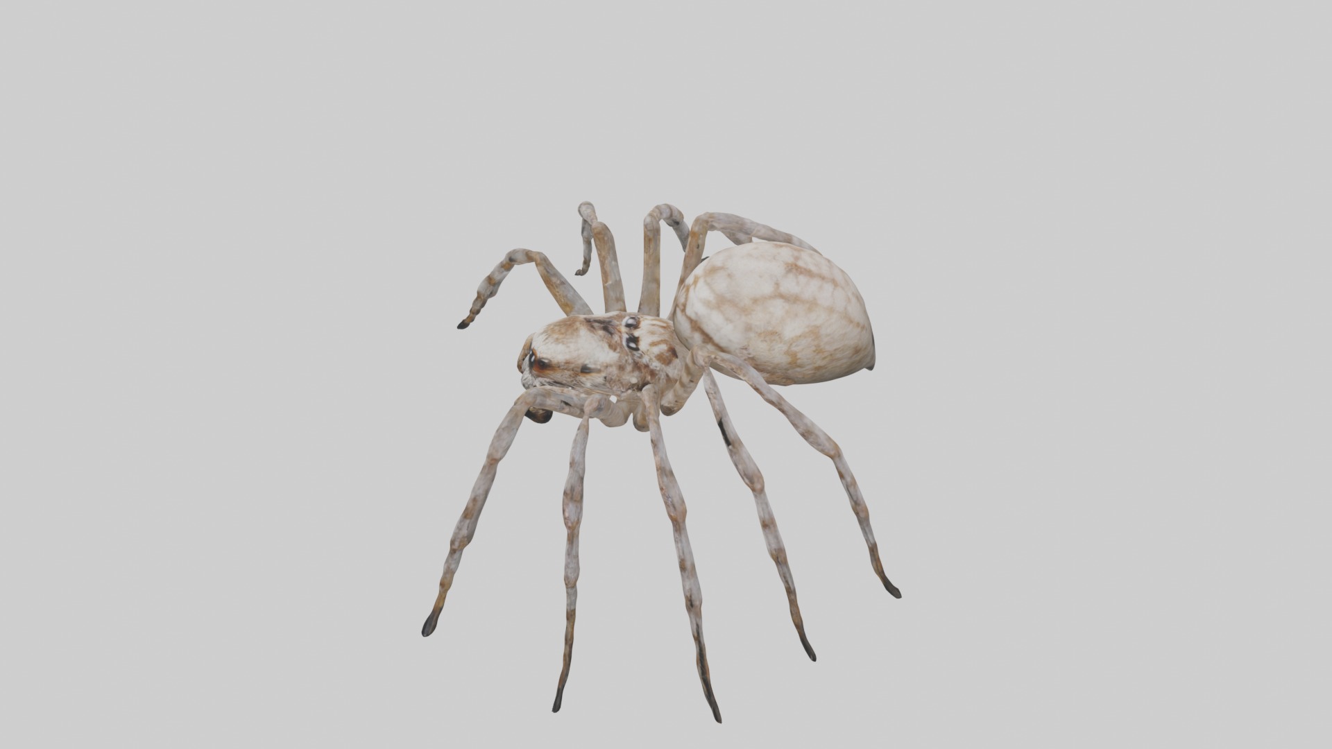Garden Spider Low-poly 3D model_11