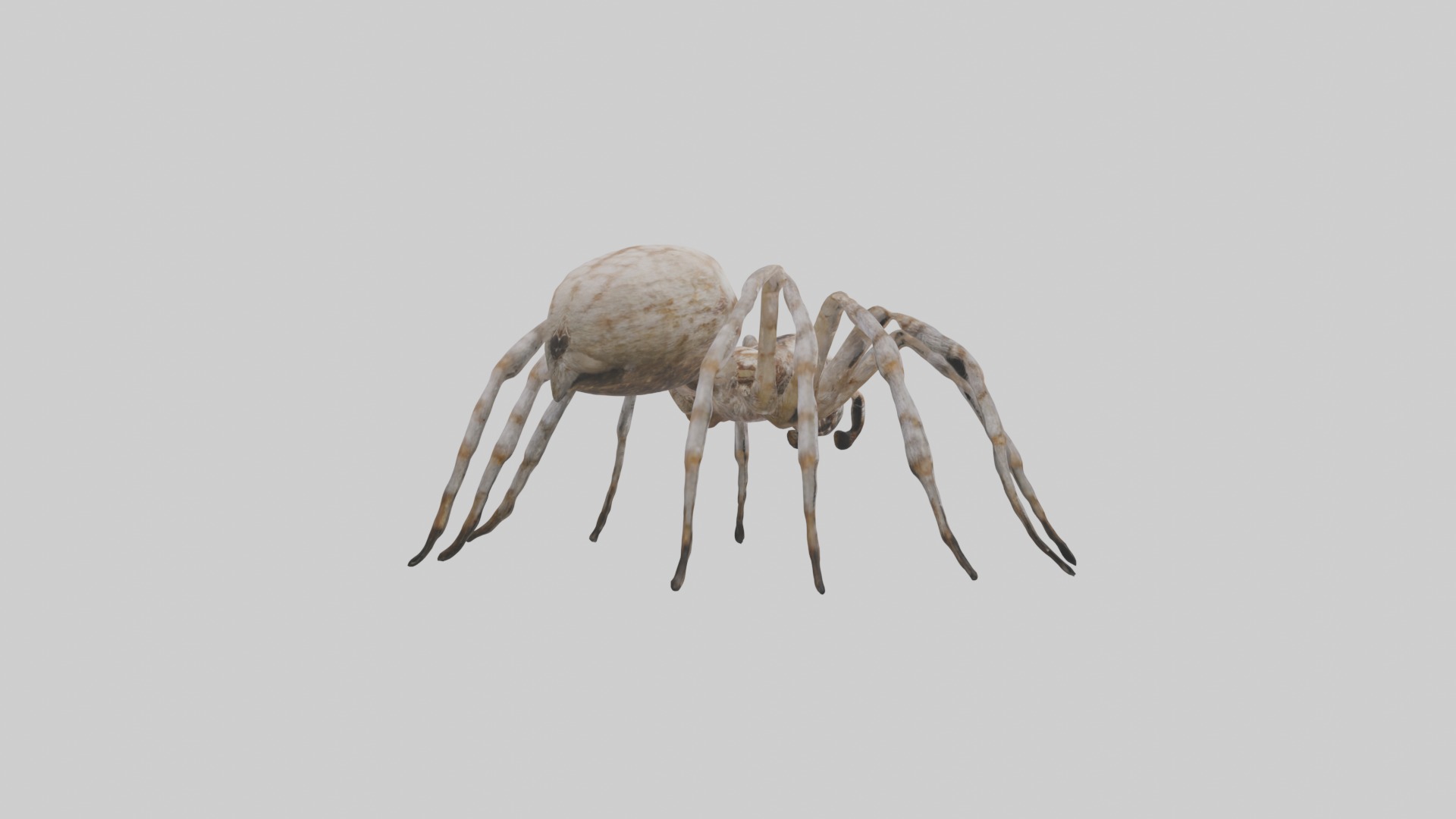 Garden Spider Low-poly 3D model_2