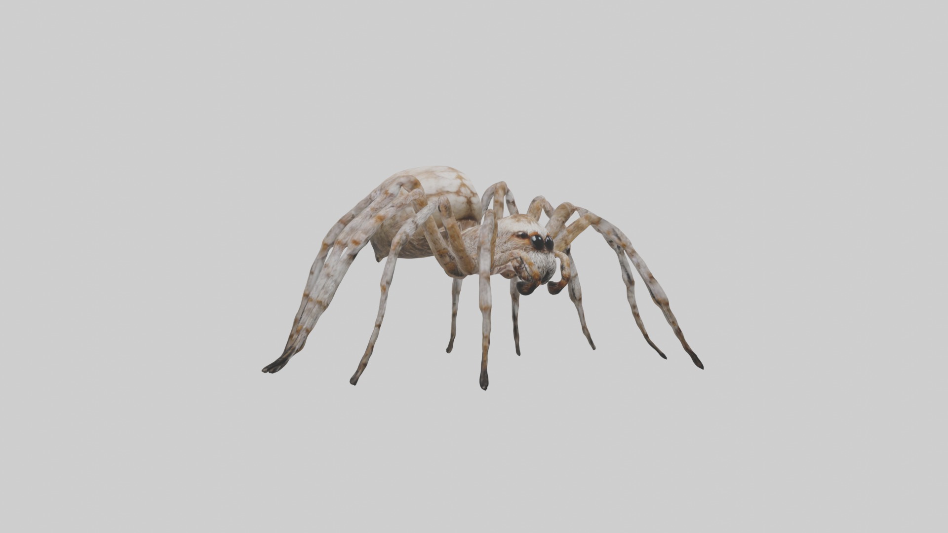 Garden Spider Low-poly 3D model_5
