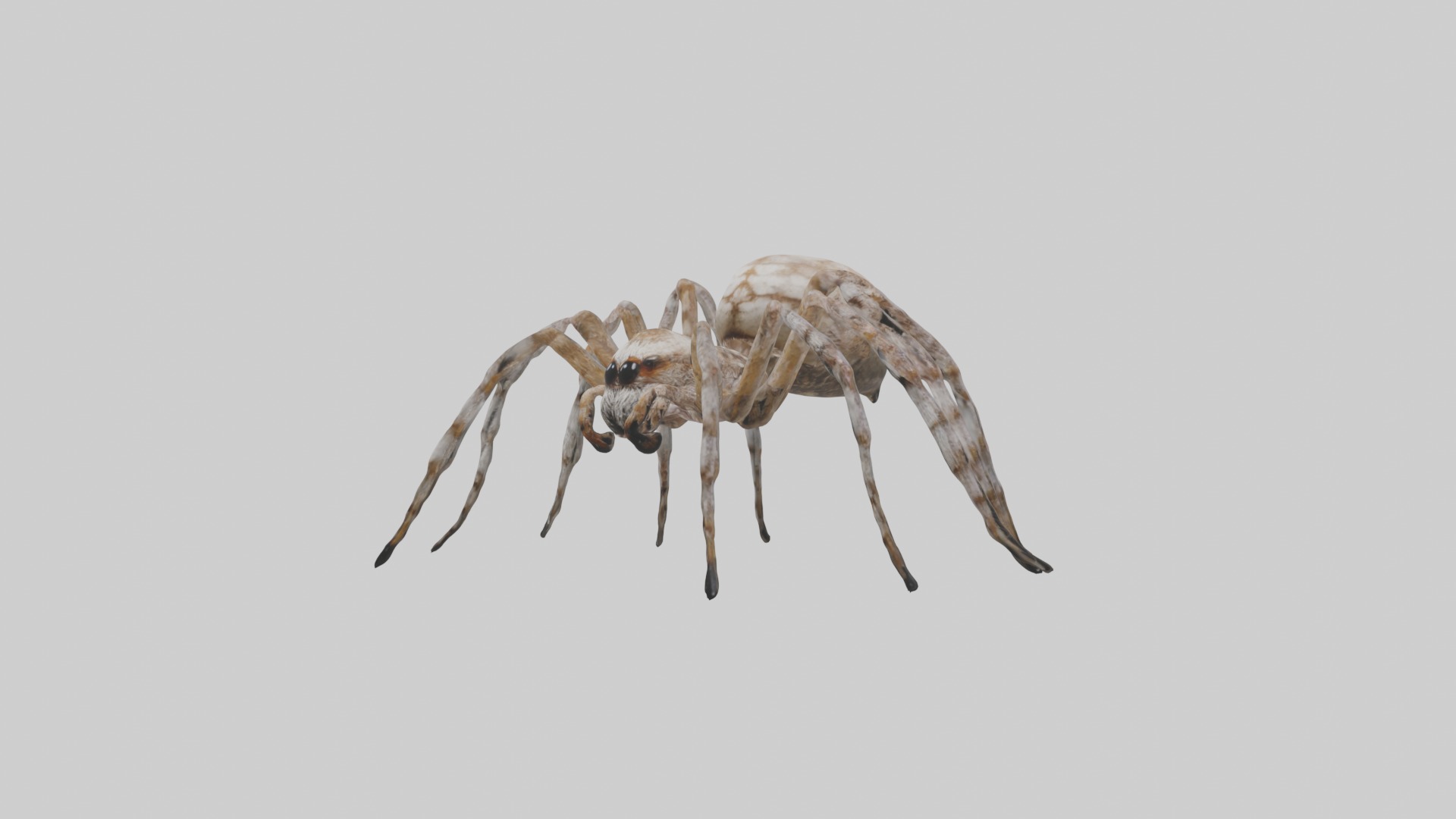 Garden Spider Low-poly 3D model_4