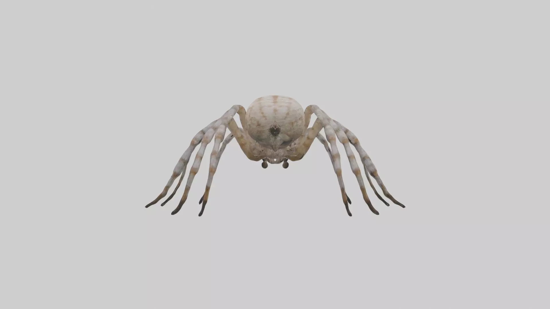 Garden Spider Low-poly 3D model_0