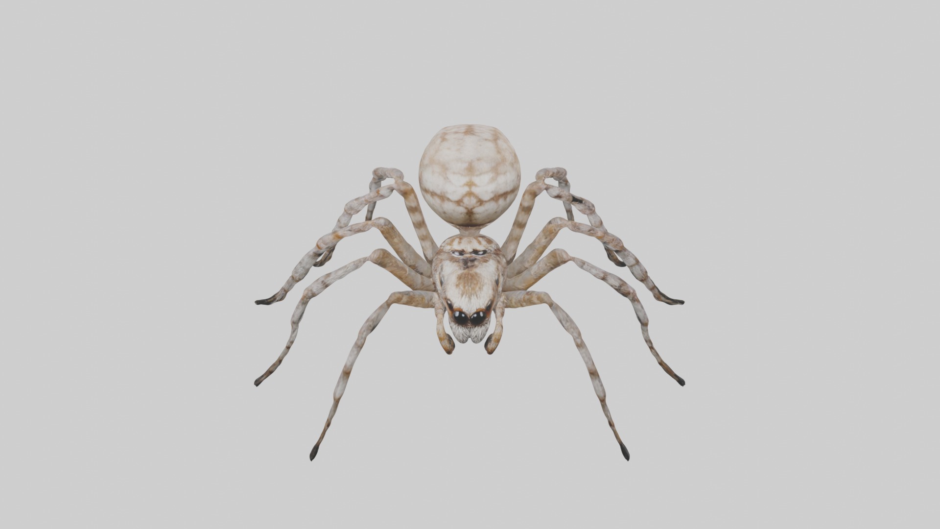 Garden Spider Low-poly 3D model_10
