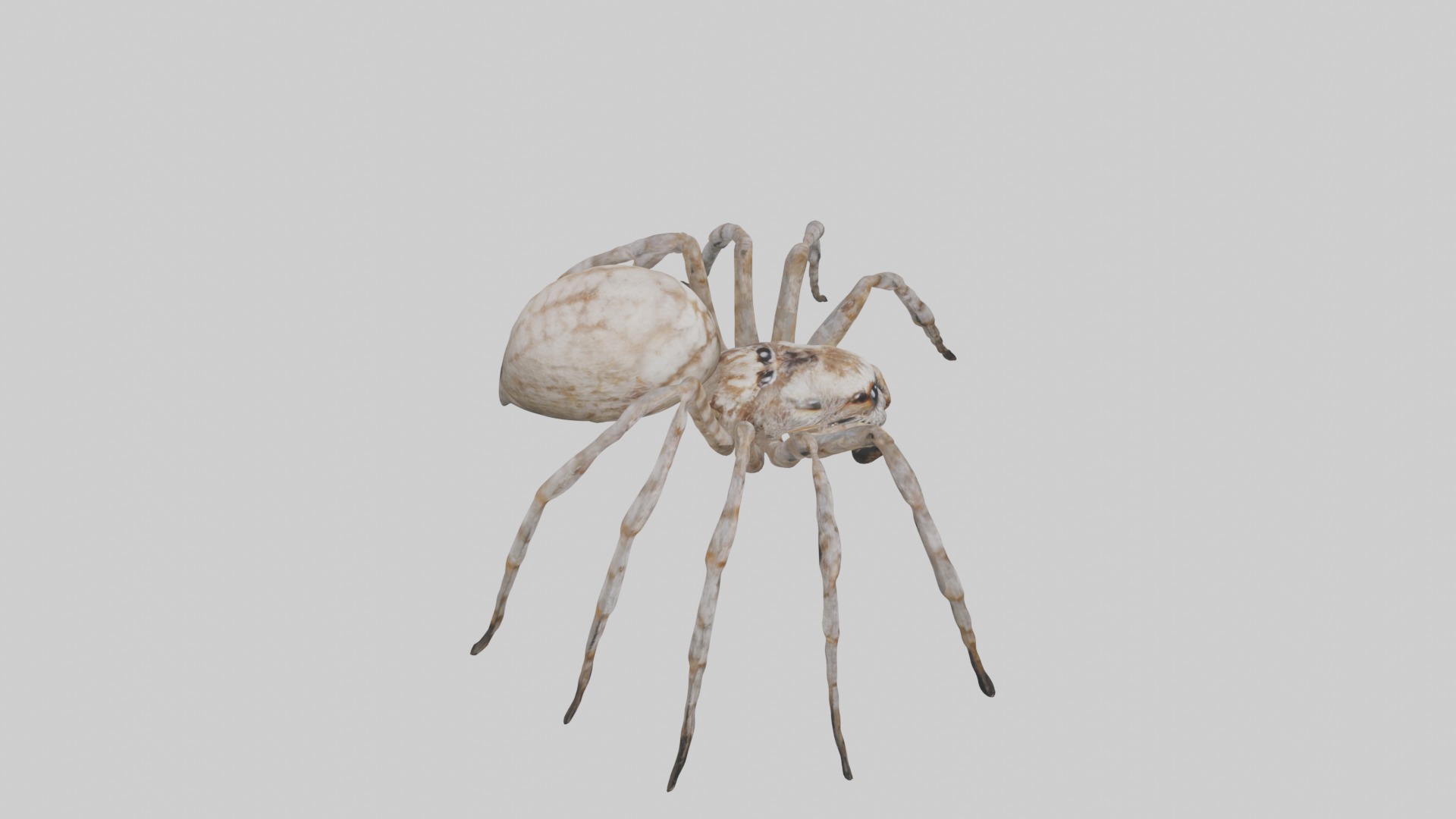 Garden Spider Low-poly 3D model_12