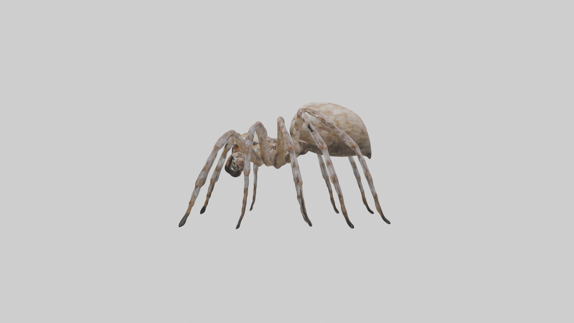 Garden Spider Low-poly 3D model_6