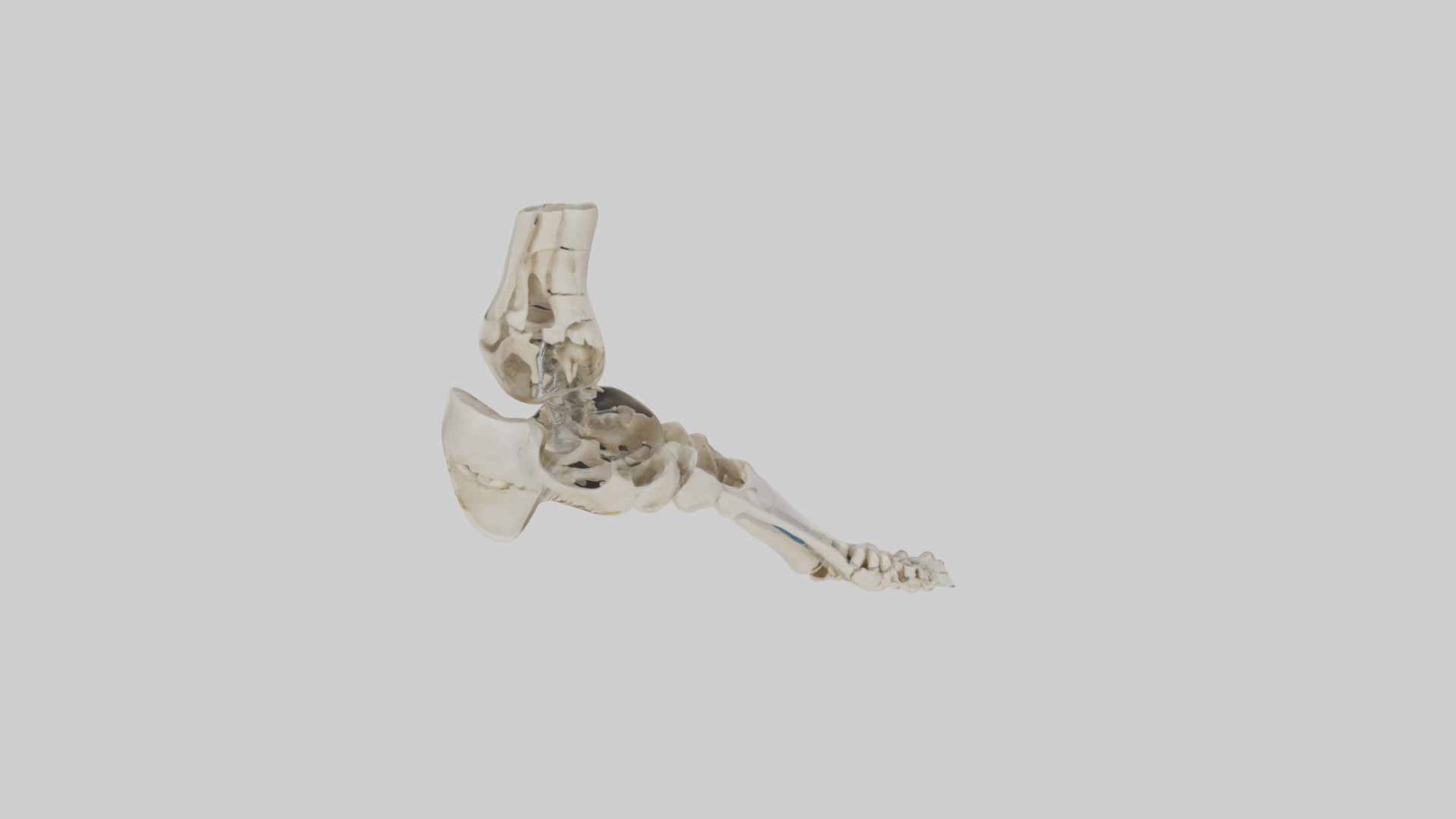 Foot skeleton Low-poly 3D model_3