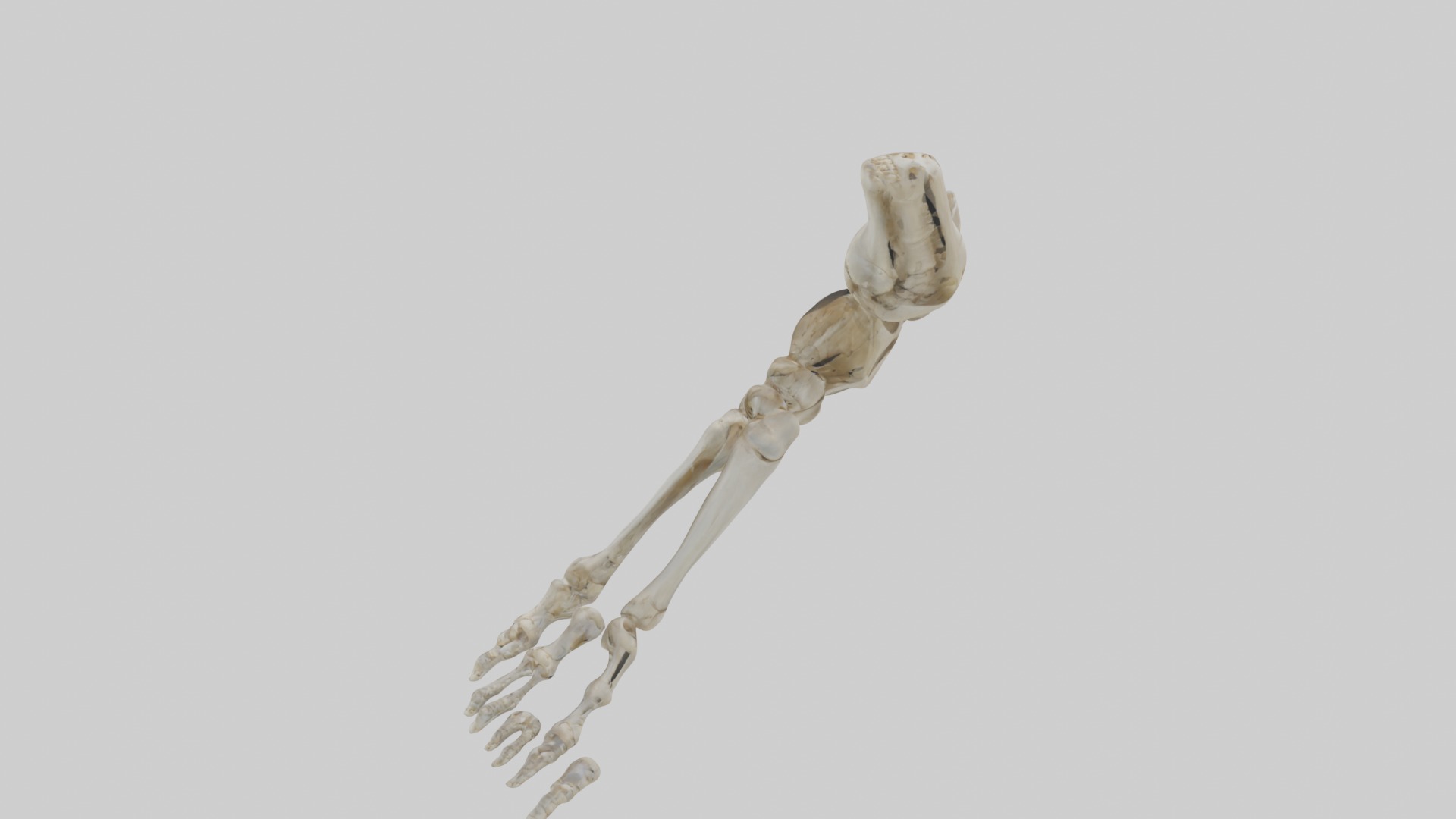 Foot skeleton Low-poly 3D model_9