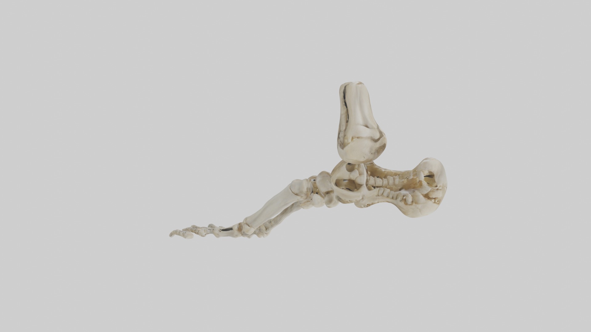 Foot skeleton Low-poly 3D model_7