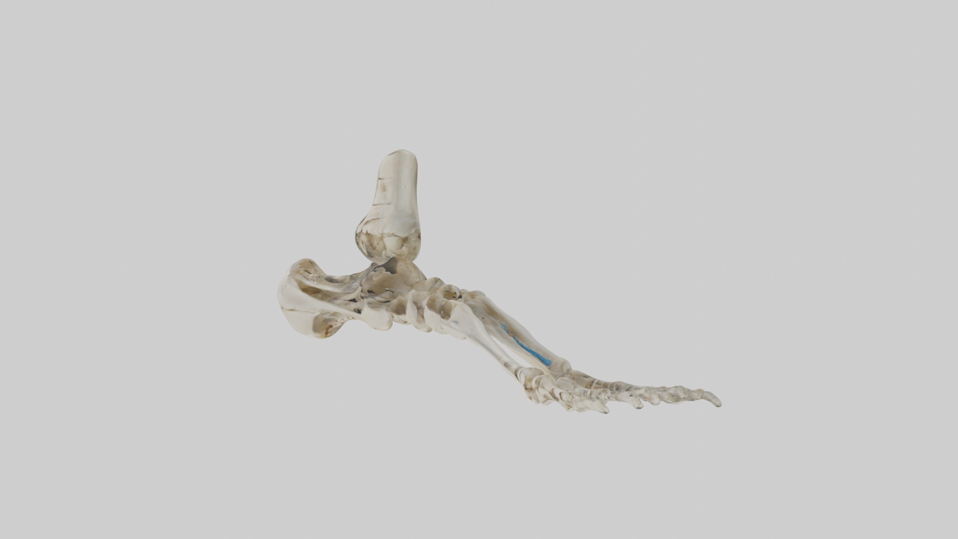 Foot skeleton Low-poly 3D model_6