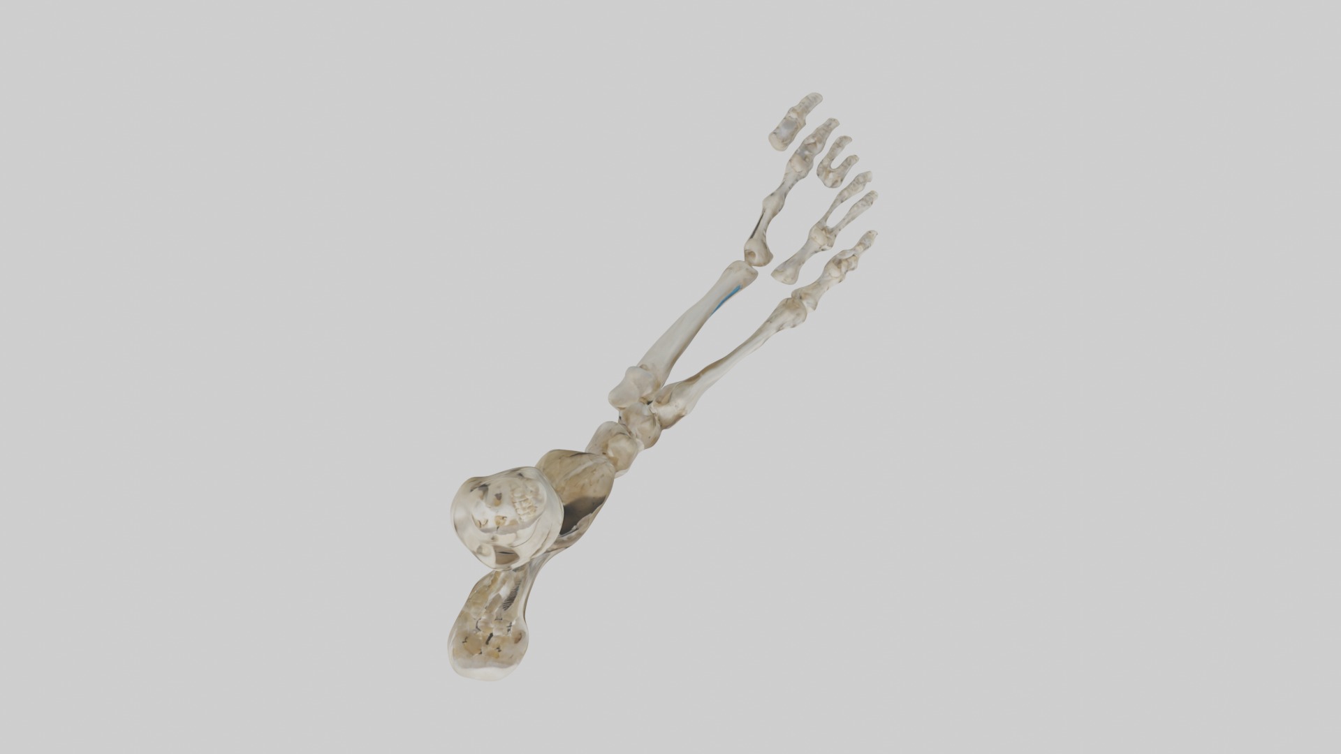 Foot skeleton Low-poly 3D model_8