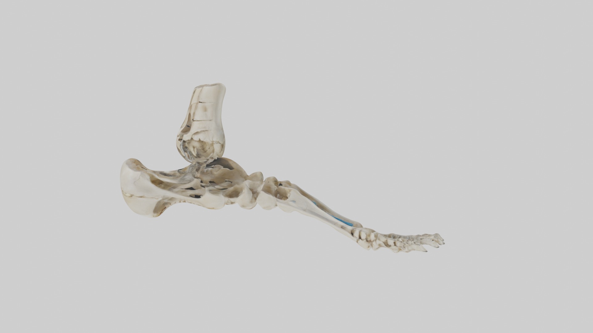 Foot skeleton Low-poly 3D model_4