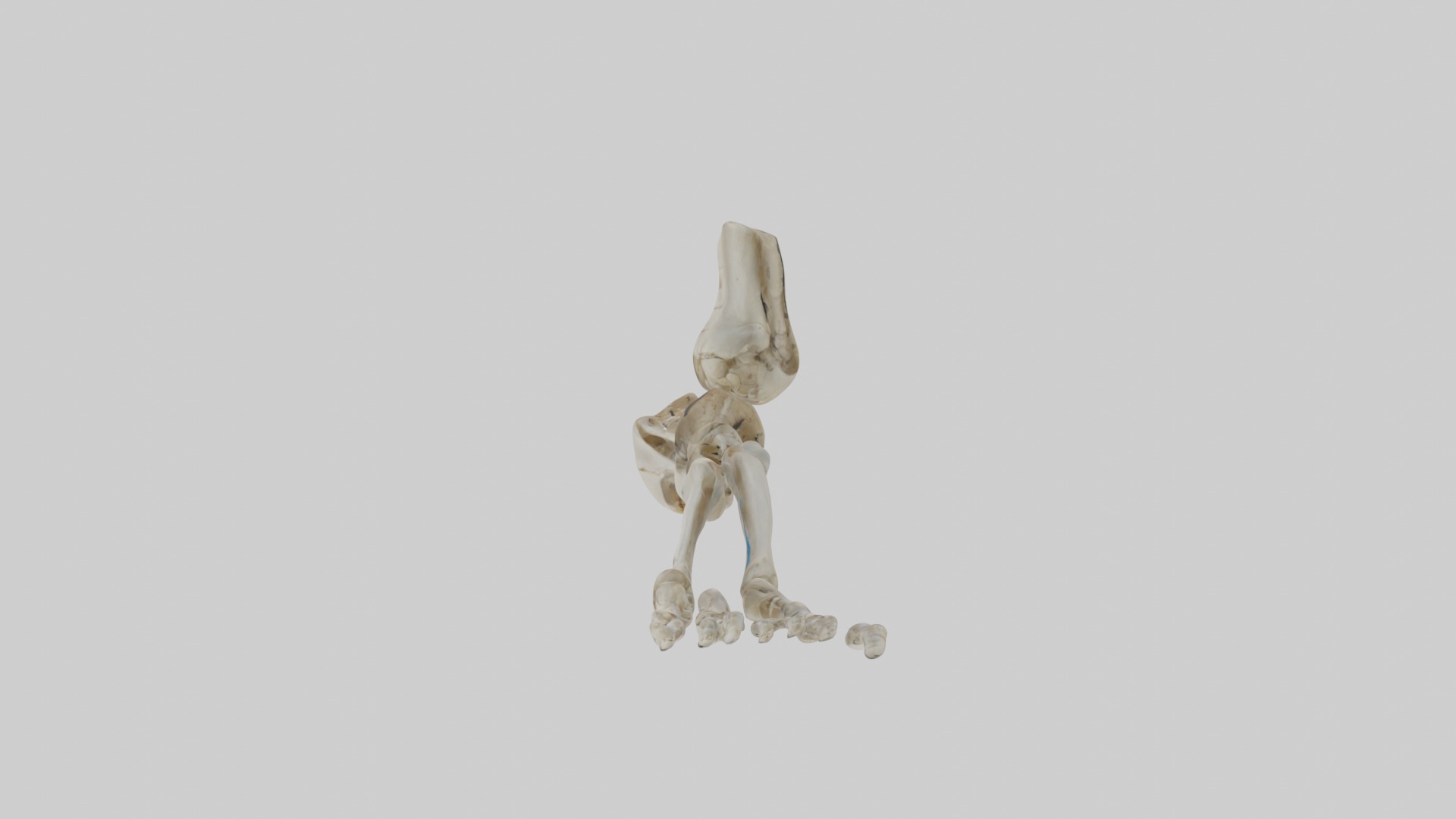 Foot skeleton Low-poly 3D model_1