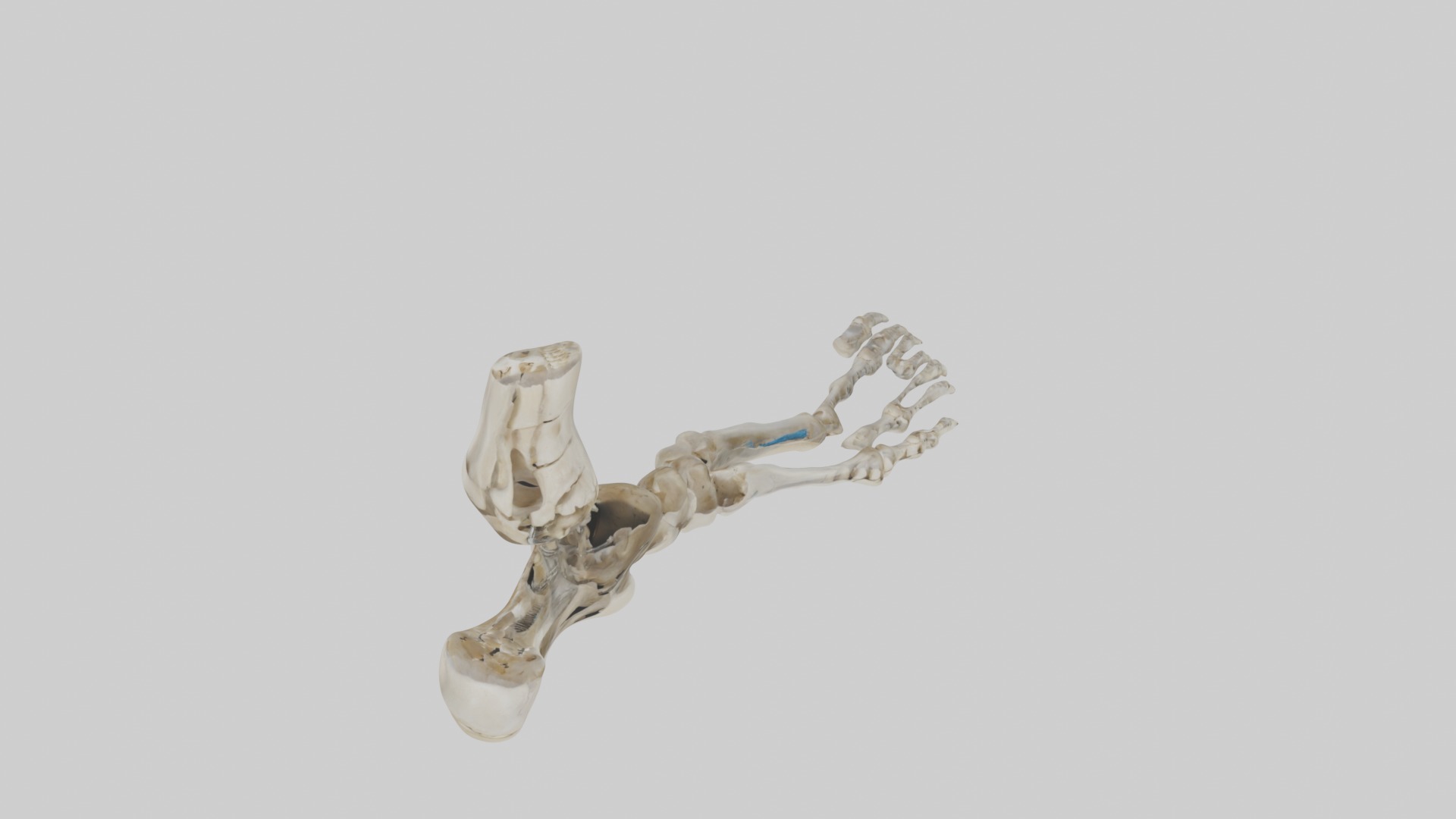 Foot skeleton Low-poly 3D model_10