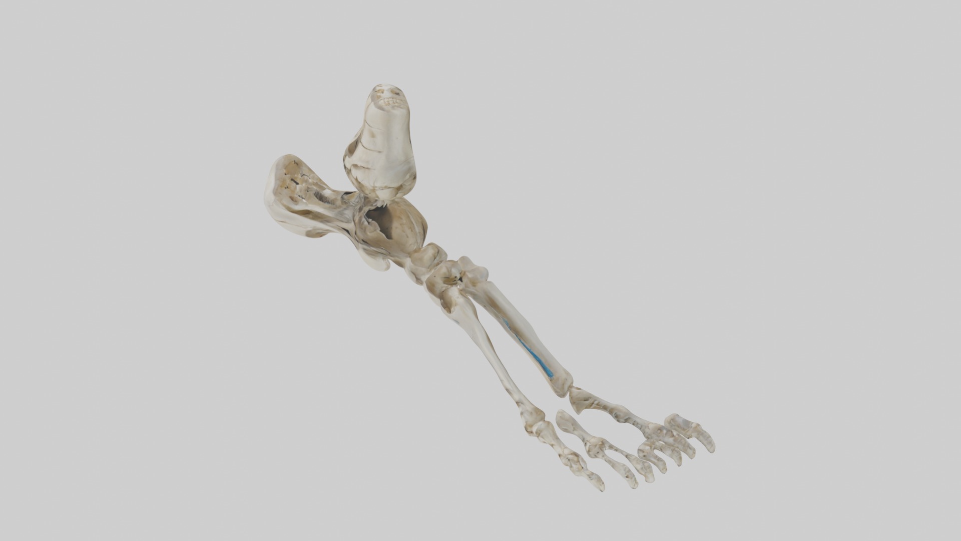 Foot skeleton Low-poly 3D model_11