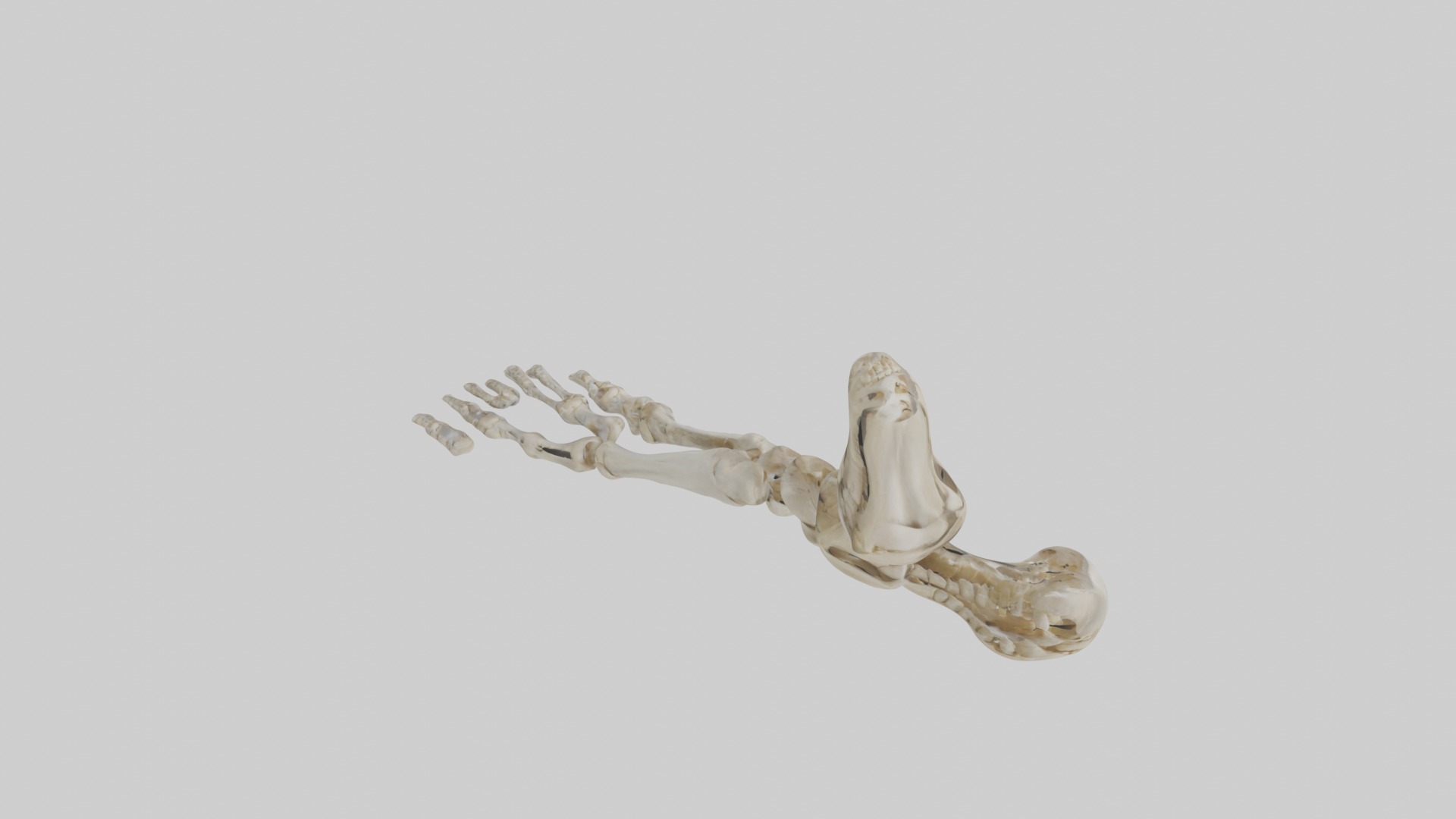 Foot skeleton Low-poly 3D model_12