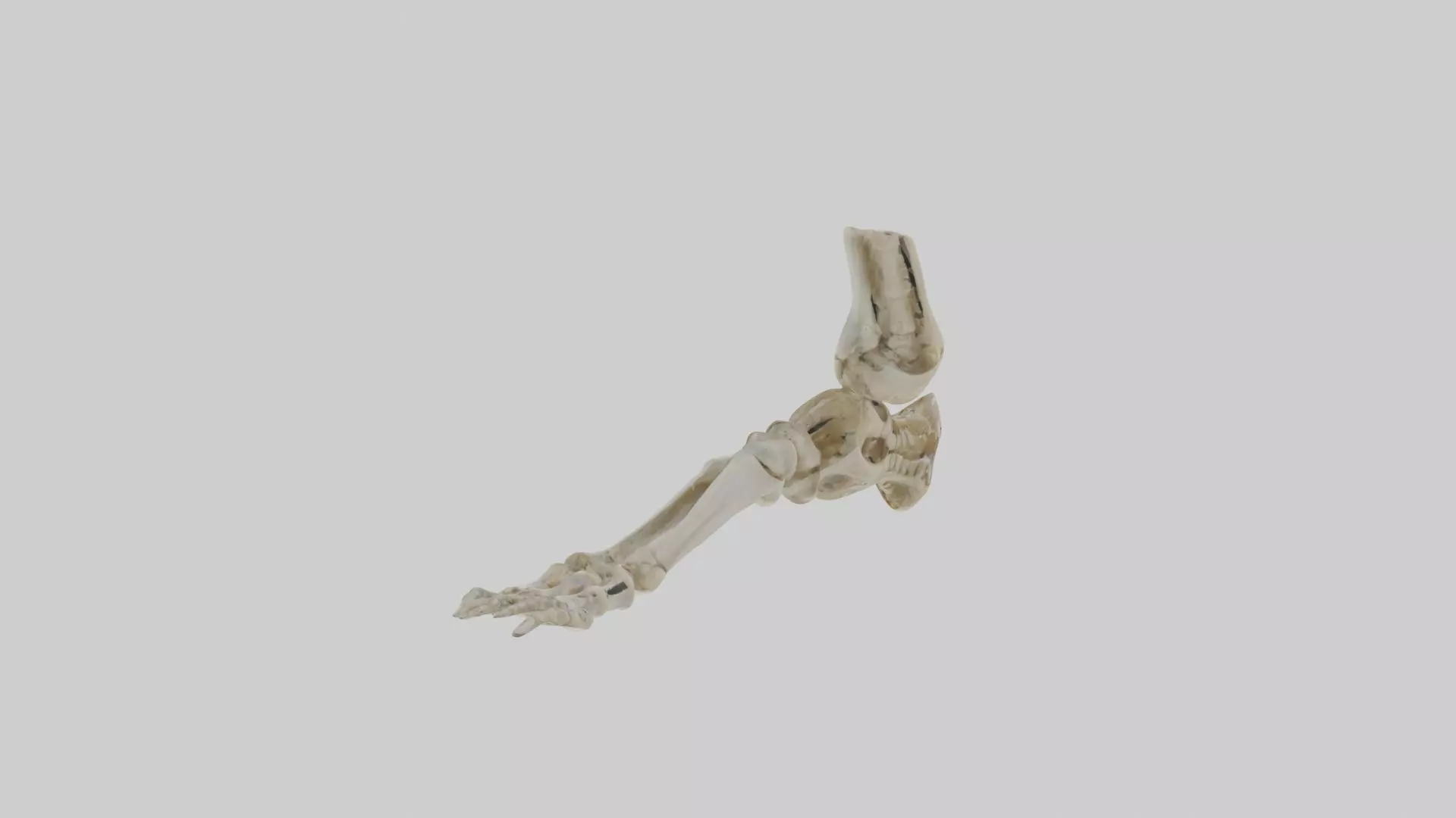Foot skeleton Low-poly 3D model_0